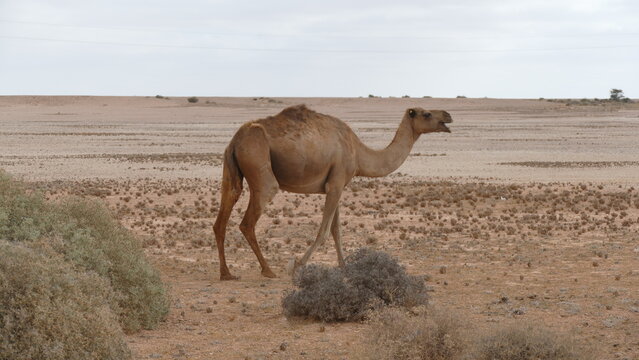 Dromedare in der W&uuml;ste, der Westsahara