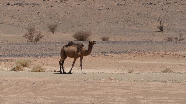 Dromedare in der W&uuml;ste, der Westsahara
