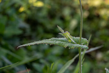 The leaves are dewy in the morning
