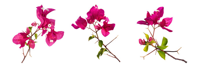 Collection of bougainvillea plants cut out on white background