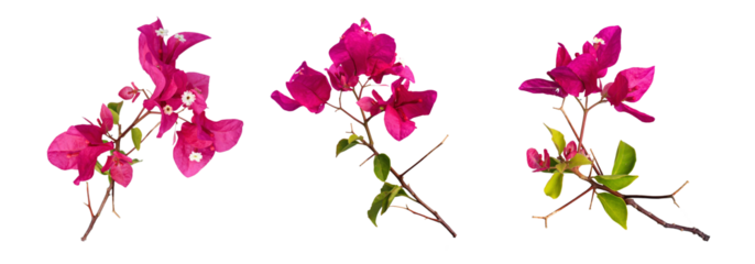 Collection of bougainvillea plants cut out on white background