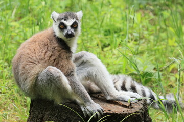 ワオキツネザル