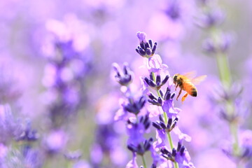 honey bee and lavender flowers