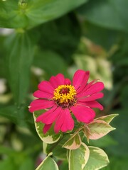 Vibrant and Colorful Flower Garden at Home - Selective focus 