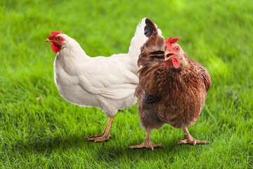 Two chicken on the green grass in the countryside
