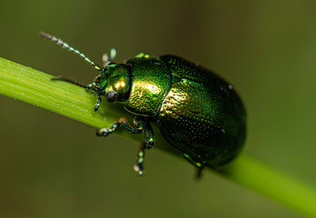 A small shiny green leaf-cutter beetle crawls up a blade of grass.
