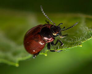 A small shiny brown leaf cutter beetle crawls on a mint leaf.