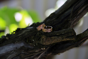rings on the tree