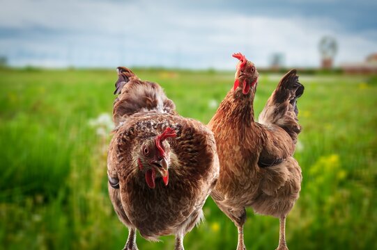 Poultry houses fixtures lay out hi-res stock photography and