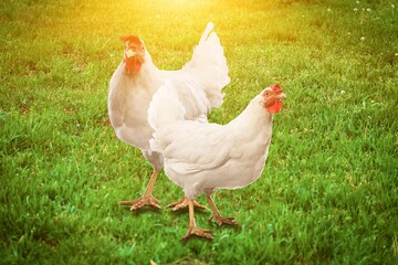Two chicken on the green grass in the countryside