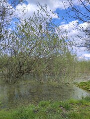 Fototapeta na wymiar early spring tender landscape, river flood, swamp 