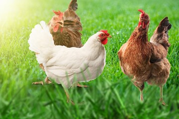 Three chicken on the green grass in the countryside