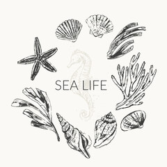 Vector ocean nature background. with sketches of seashells - obrazy, fototapety, plakaty