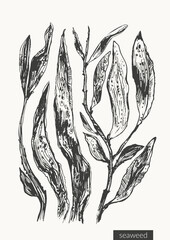 Vector seaweed illustration set.