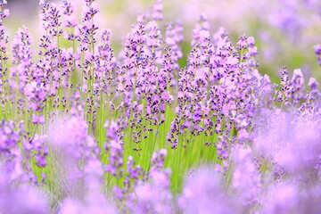 Obraz premium field of lavender