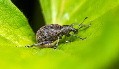 A small brown weevil is trying to climb to the edge of a lupine leaf.