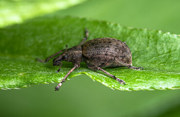 A small black-brown weevil crawls on a green leaf of grass.