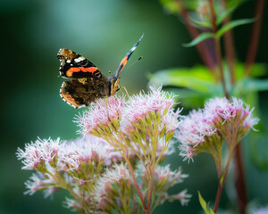 butterfly on flower
