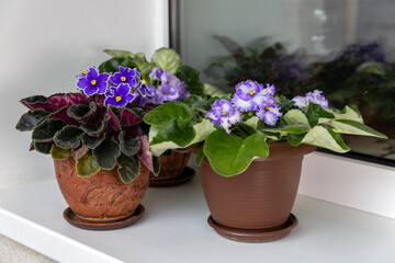 Delicate blue Saintpaulias blooming in a pots on the windowsill Home flowers. Hobby. Floriculture.