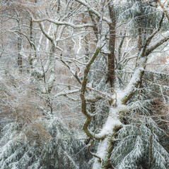 trees in snow