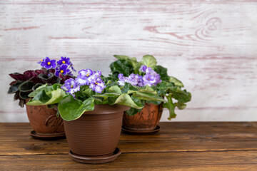 Fototapeta na wymiar Delicate blue Saintpaulia blooming in a pot. Home flowers. Hobby. Floriculture.