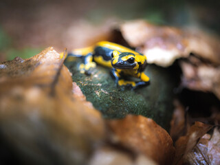Feuersalamander
