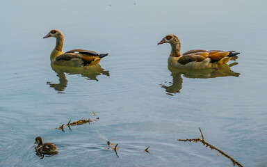 Egyptian goose pair with cute gosling on lake