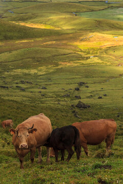 cows in the Corvo island crater