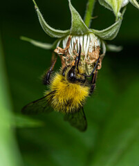 A yellow bumblebee collects nectar on a raspberry flower.