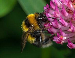 A yellow and black bumblebee collects nectar on a clover flower.