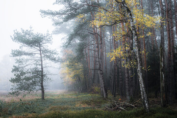 morning in the forest