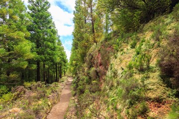 Fototapeta na wymiar Green forest in Sao Miguel island, Azores. Rock with moss on the right side of the photo