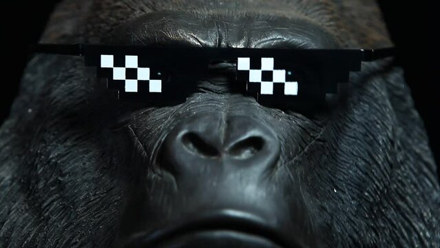 footage of gorilla sunglasses dark background