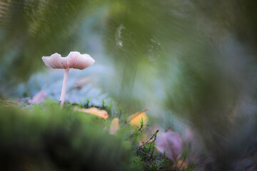 flowers in the morning