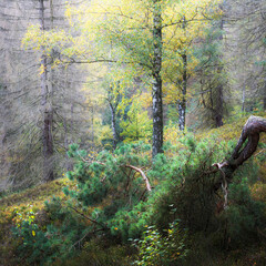 footpath in the forest
