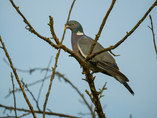 Pigeon perching on bare tree on blue sky background