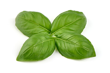 Basil leaves, close-up, isolated on white background.