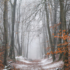 Schnee im Wald