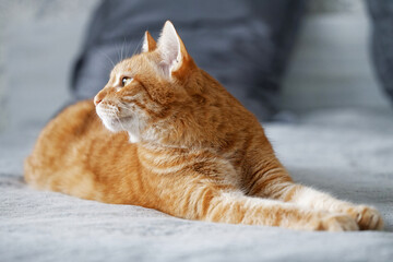 Portrait of ginger cat lying on a bed and looking aside against blurred background. Shallow focus. Copyspace.