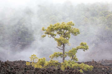 Kiefern im Nebel im Nationalpark Teide auf Teneriffa