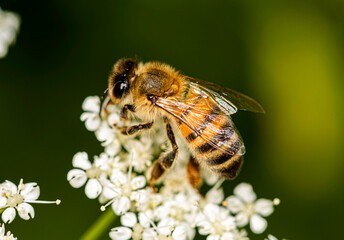 A bee collects nectar from small white Conium flowers.