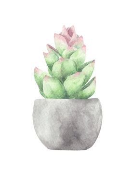 Succulents, Green bouquet, Potted cactus. Watercolor illustration.