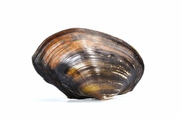 bivalve clam isolated on white background