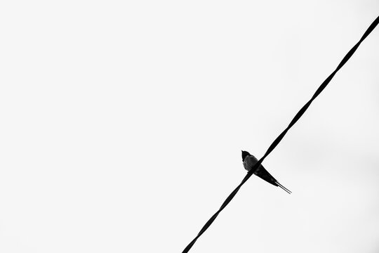 Silhouette d'un oiseau m&eacute;sange pos&eacute;e sur un fil &eacute;lectrique - Photo noir et blanc minimaliste avec espace vide