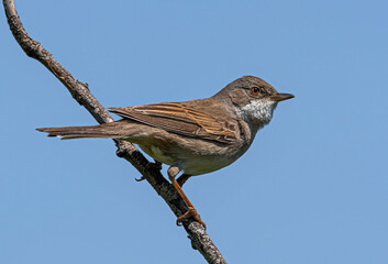 A gray warbler sits on a dry branch against a blue sky.