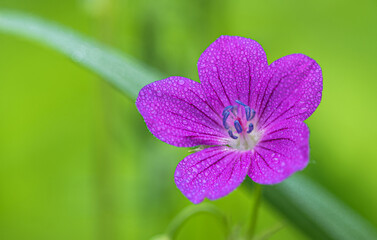 Purple forest geranium flower covered with water drops.