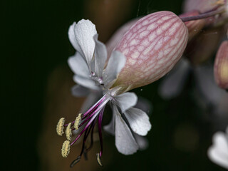 Melandrium Album flower with stamens full of pollen.