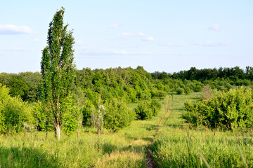 green valley with poplar tree and green bushes and blue sky, copy space  