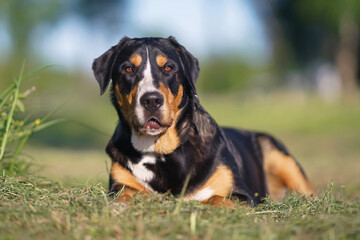 Surprised Greater Swiss Mountain dog posing outdoors lying down on a green grass in spring