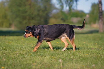 Cute Greater Swiss Mountain dog with a black leather collar posing outdoors walking on a green grass in spring
